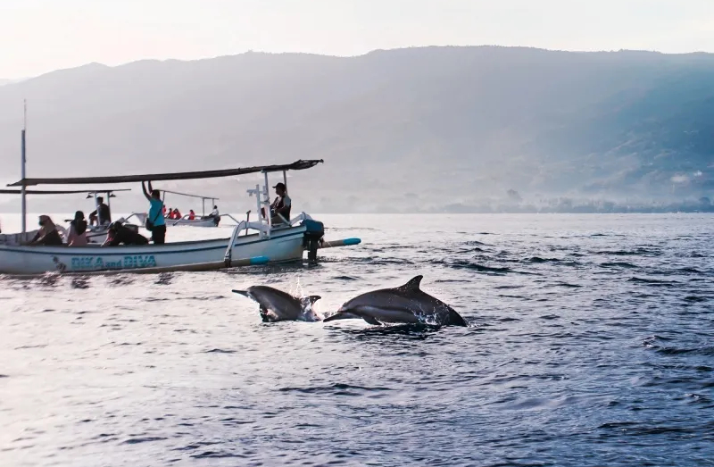 Dolphin Sightseeing