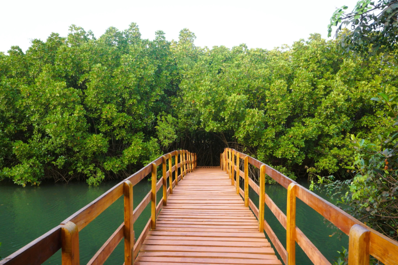 Mangrove Forest Boardwalk